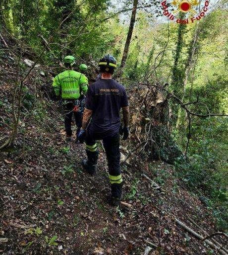 Tragedia nel bosco: muore a 74 anni schiacciato dalla caduta di quercia