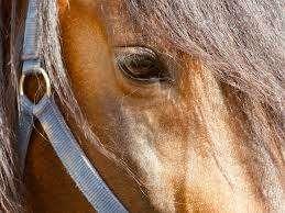 Gioisce "Horse Angels"! Niente più gare negli ippodromi per chi è coinvolto nell'inchiesta di Perugia su macellazione abusiva di cavalli 