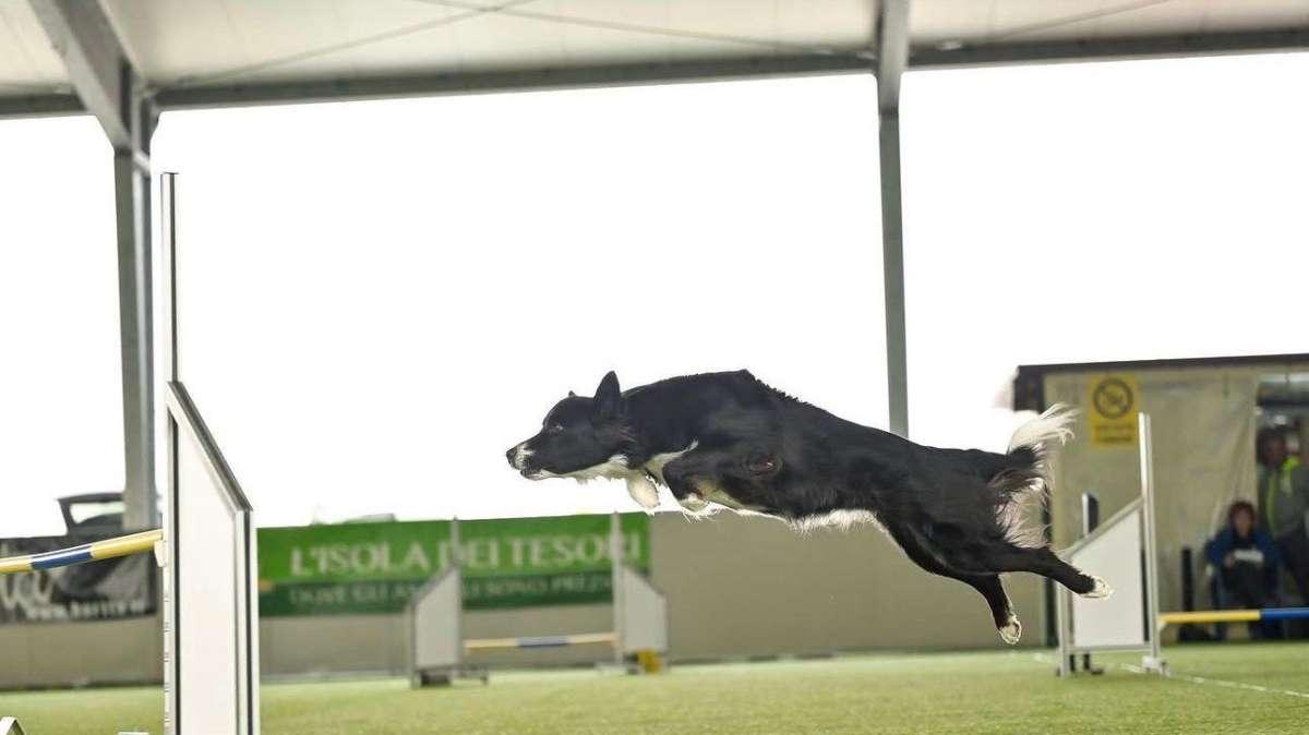 A Mantignana in 540 al campionato di cinofilia sportiva: la prova varrà come selezione per il mondiale 2027