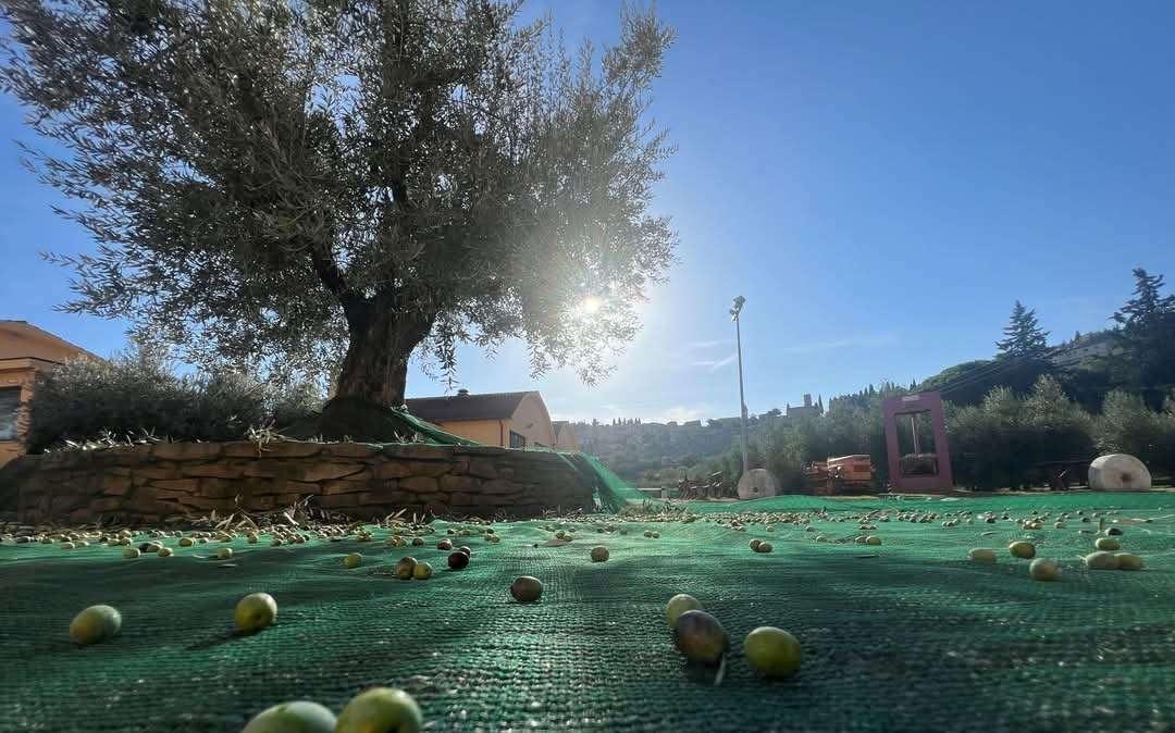Si parlerà di olio in un incontro in programma sabato 12 aprile a Spello