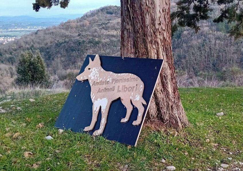 Domenica 23 marzo tornano le passeggiate dell’Olivo e la Ginestra da Ponte Pattoli a Forcella di Migiana