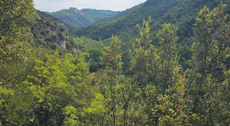 A Perugia il 9 ottobre convegno su "Aziende e foreste: un connubio di valore"