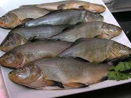 Sino a 18 giorni di ricovero in ospedale per infezione da pesce di lago! Ma ora va meglio