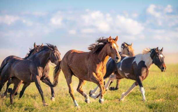 "Horse Angels" interviene sul procedimento penale per traffico illecito di cavalli e le richieste di patteggiamento