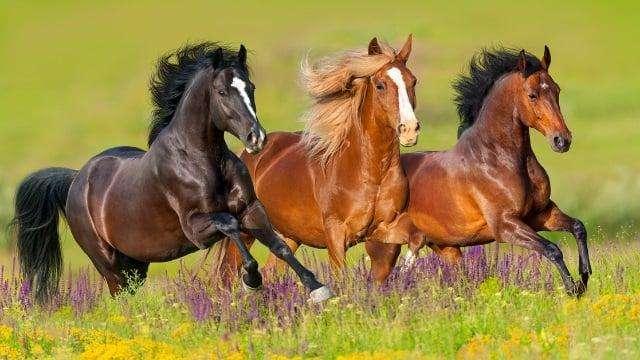 Cavalli macellati illegalmente! A Perugia il processo a difesa di vittime innocenti di sfruttamento e crudeltà!