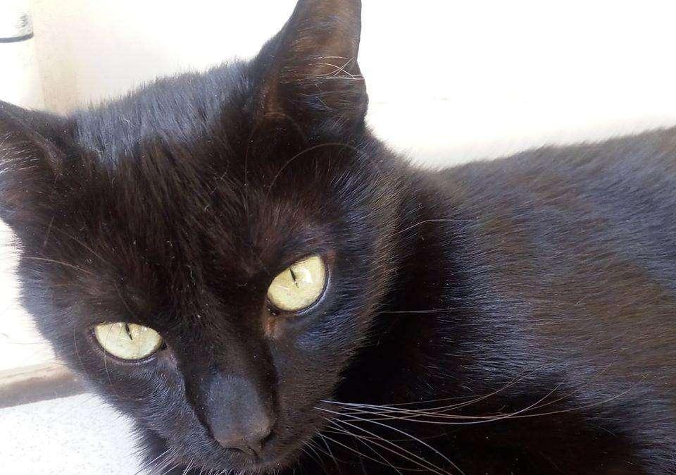 Si vuol far parte della Consulta degli Animali del Comune di Perugia? Le domande scadono il 9 dicembre
