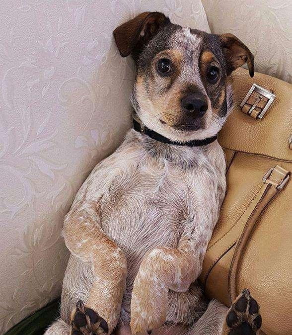 Tutti vorremmo avere un cane come Whisky! Non solo quando riesce ad azzannare il ladro nell'auto...