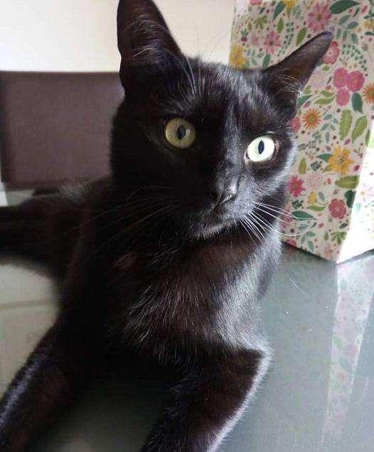 Domenica all'Enpa di Collestrada ci sarà la festa del gatto