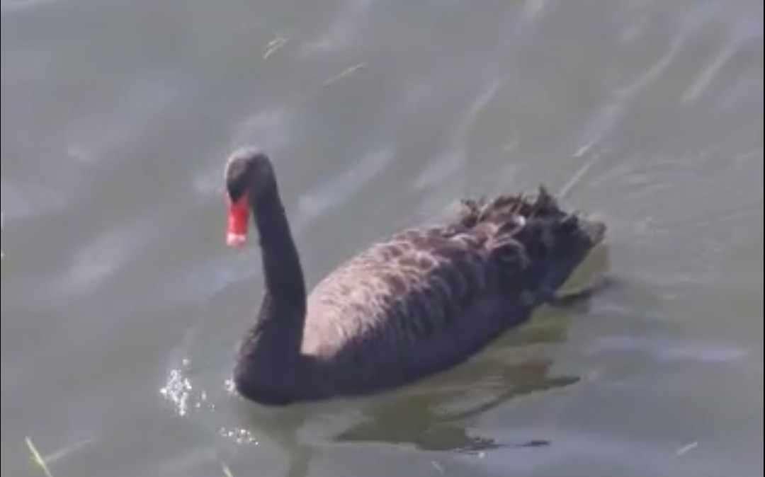 A Sant'Arcangelo l'immagine non frequente di un cigno nero sulle acque del Trasimeno