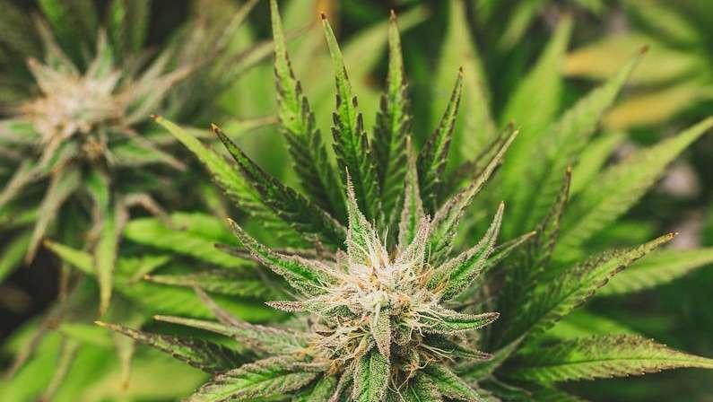 Cannabis nel calcio: storia e evoluzioni future