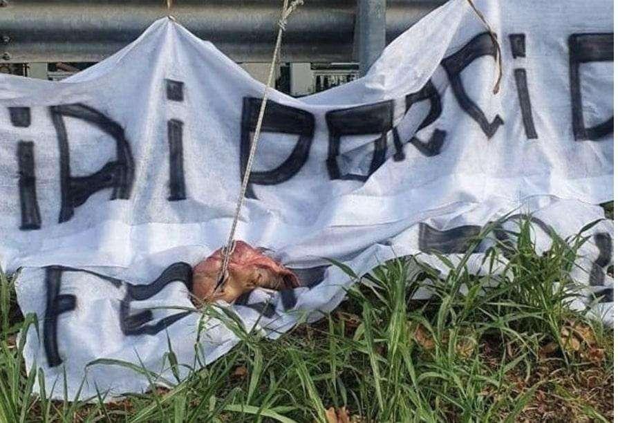 SPAL, retrocessione amara: una testa di maiale mozzata di fronte al centro sportivo