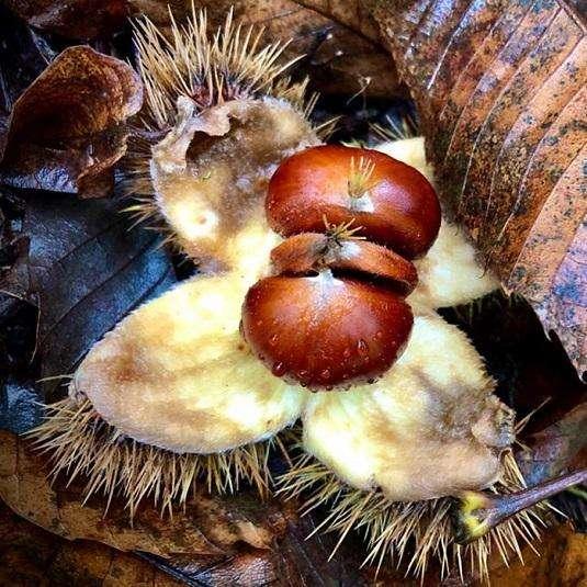 Un sabato dedicato ai più piccoli con “La leggenda delle tre castagne”