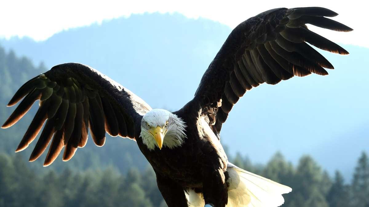 Lazio, saluto romano del falconiere dell'aquila. La società: "Presi provvedimenti"