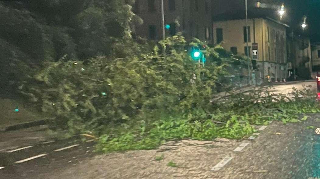 TANEWS24 - Bergamo travolta dal vento: raffiche oltre 98 km/h e alberi abbattuti ovunque