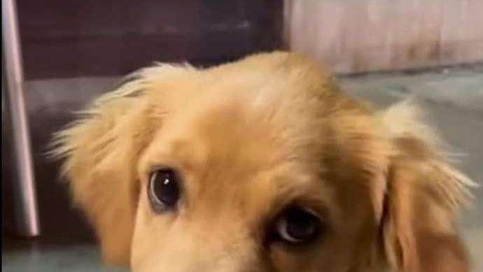 L'Avellino Youth ha la sua mascotte: è Bea, una cagnolina dolcissima
