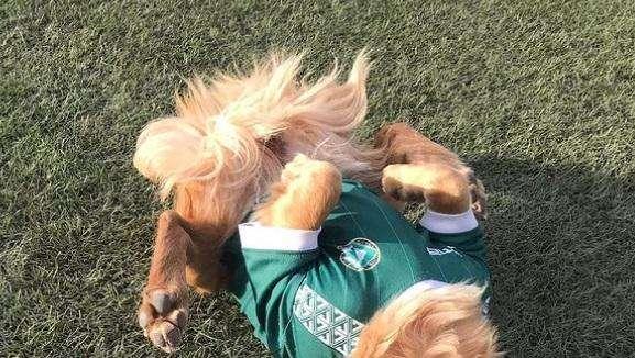 La Youth Avellino festeggia il "Pet Day" celebrando la piccola Bea, la mascotte dei lupacchiotti