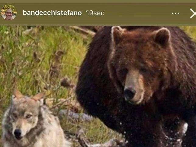 Ternana, il presidente Bandecchi e la foto polemica, un orso che scaccia un lupo