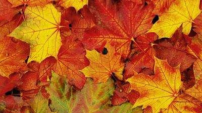 Foglie gialle e rosse...