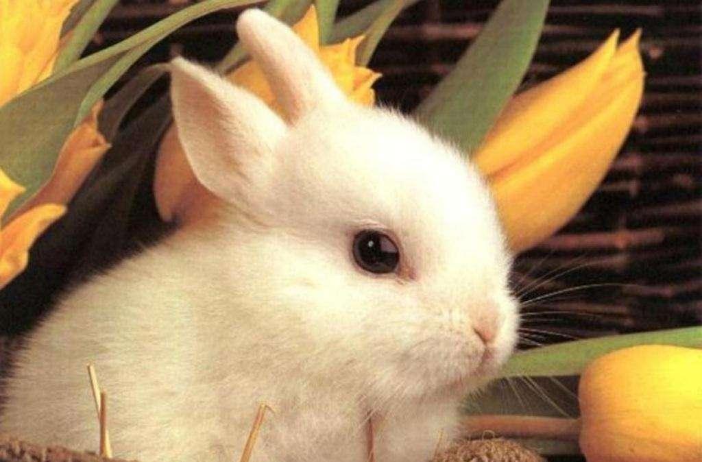 Buona Pasqua da TuttoCagliari.net