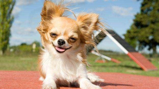 CHE VITA DA CANI! Siamo proprio ridotti male. Anzi, malissimo…