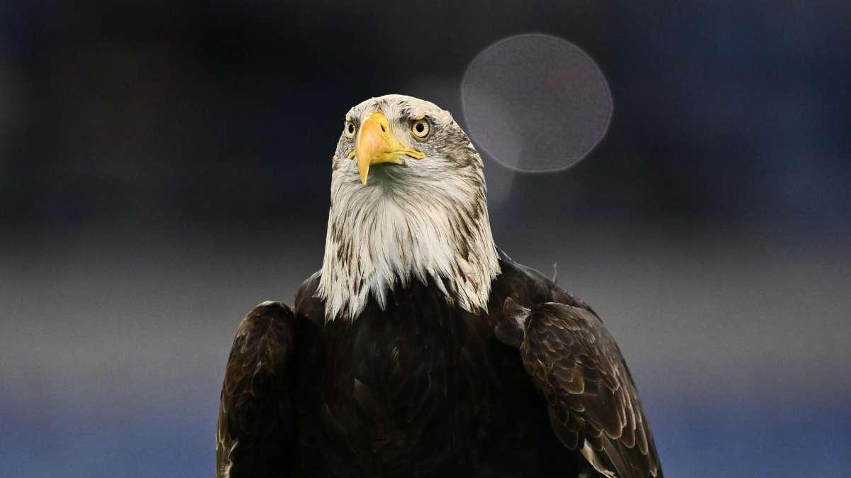Przyborek alla Lazio: l'analisi al fantacalcio