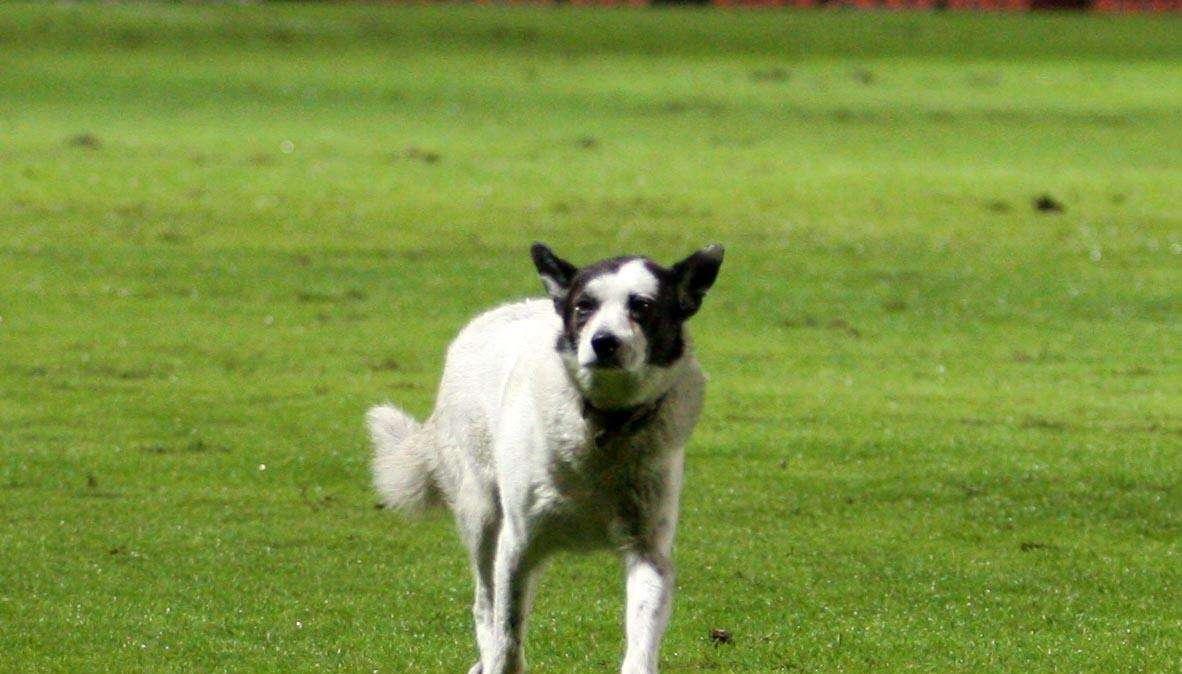 La storia di Chicco, il cane mascotte del Matusa