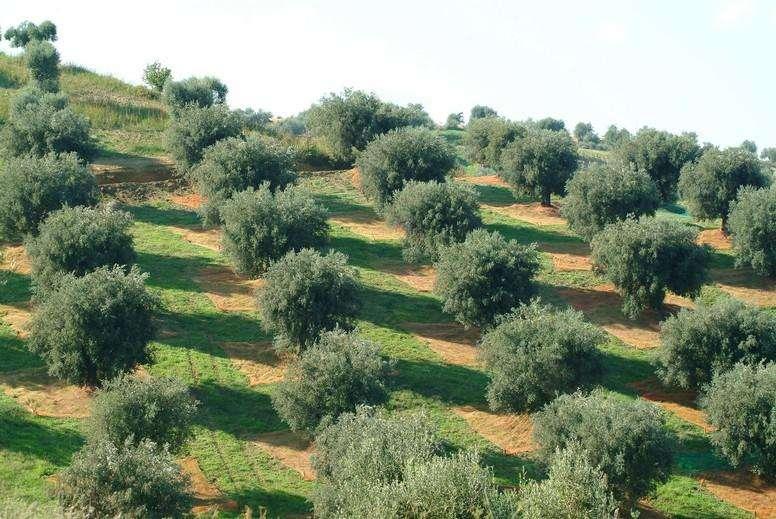 COMMERCIALE - Olio extravergine ciociaro online? Scopri lo shop di Olivicola Astolfi!