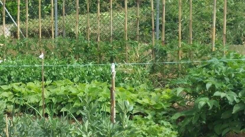Castiglione, assegnati 34 orti sociali tra via Nenni e via Lorca