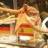 Immagine news Sudafrica 2010 n.8