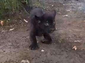 VIDEO - Allo zoo di Napoli nasce Victor: il giaguaro col nome di Osimhen