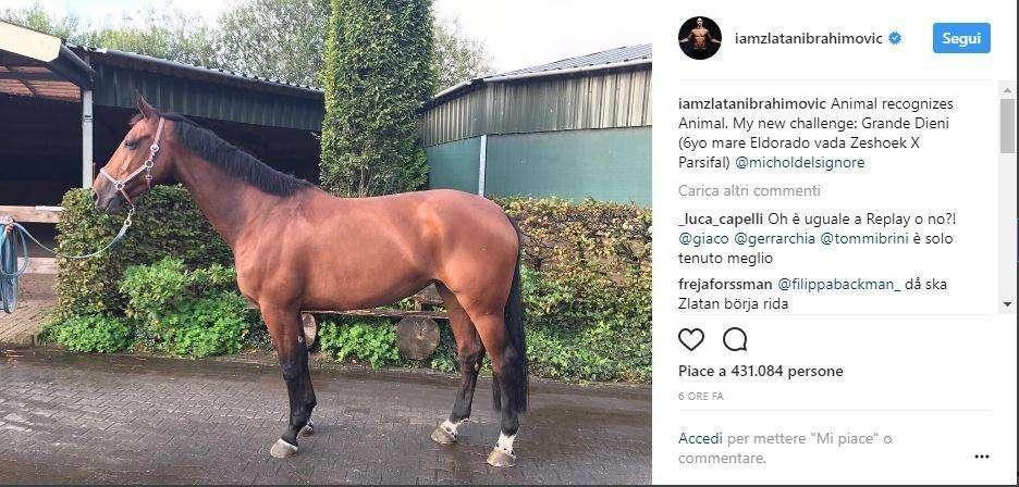FOTO - Ibrahimovic, non solo calcio: l'attaccante svedese si dà... all'ippica!