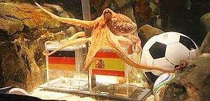 Ora la Germania ha paura: Paul ha detto Spagna