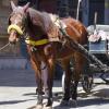 Ondata di calore, oggi blocco totale della circolazione dei veicoli a trazione animale