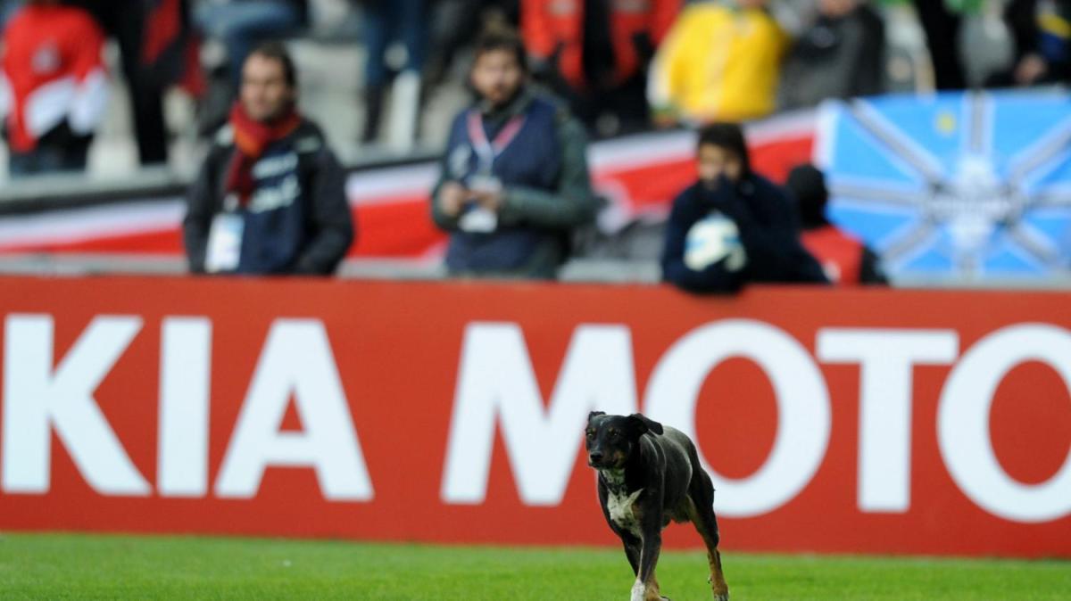 Emergenza caldo, Ferrandelli: "Palermo tra le prime città d'Italia con un'ordinanza innovativa per la tutela degli animali"