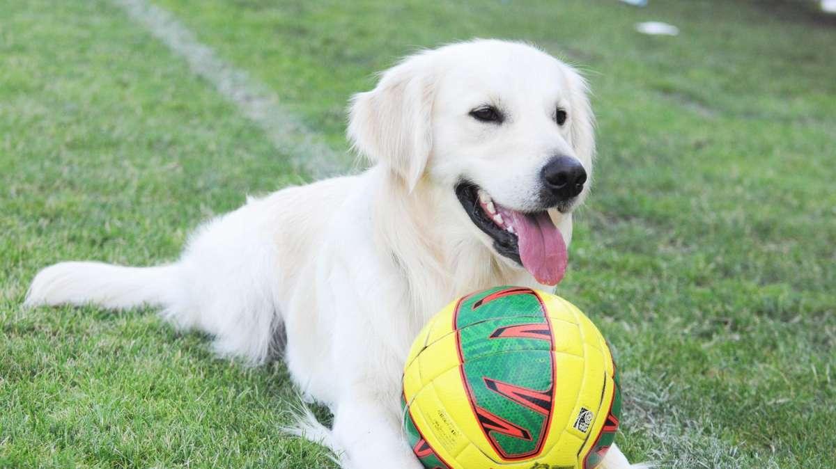 Bonus animali domestici 2025, tutto quello che c'è da sapere