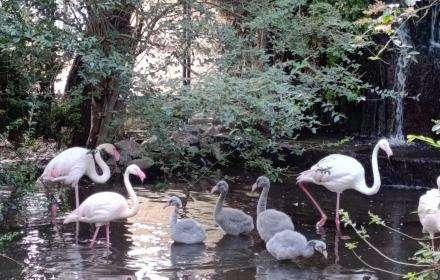 Giardini di Palazzo d'Orléans, nati cinque fenicotteri rosa