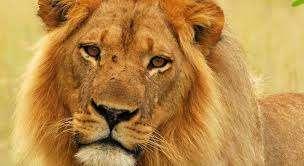 IL LEONE È FERITO MA NON È MORTO