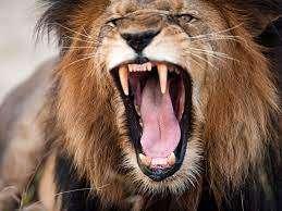 I leoni tornano a ruggire