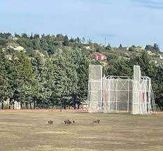 Potenza, cinghiali "avvistati" nel Campo Scuola di Macchia Romana