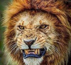 ADESSO SERVE IL RUGGITO DEL LEONE!