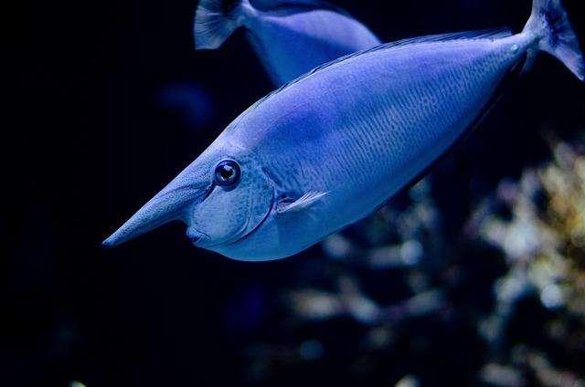 Pesce d'Aprile, ovviamente... nessun Comprensorio Potenza