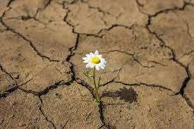 Un fiore nel deserto, il Potenza si gode il bomber Cianci