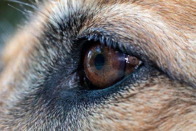 Ancora maltrattamenti sugli animali, i Carabinieri salvano un pastore tedesco
