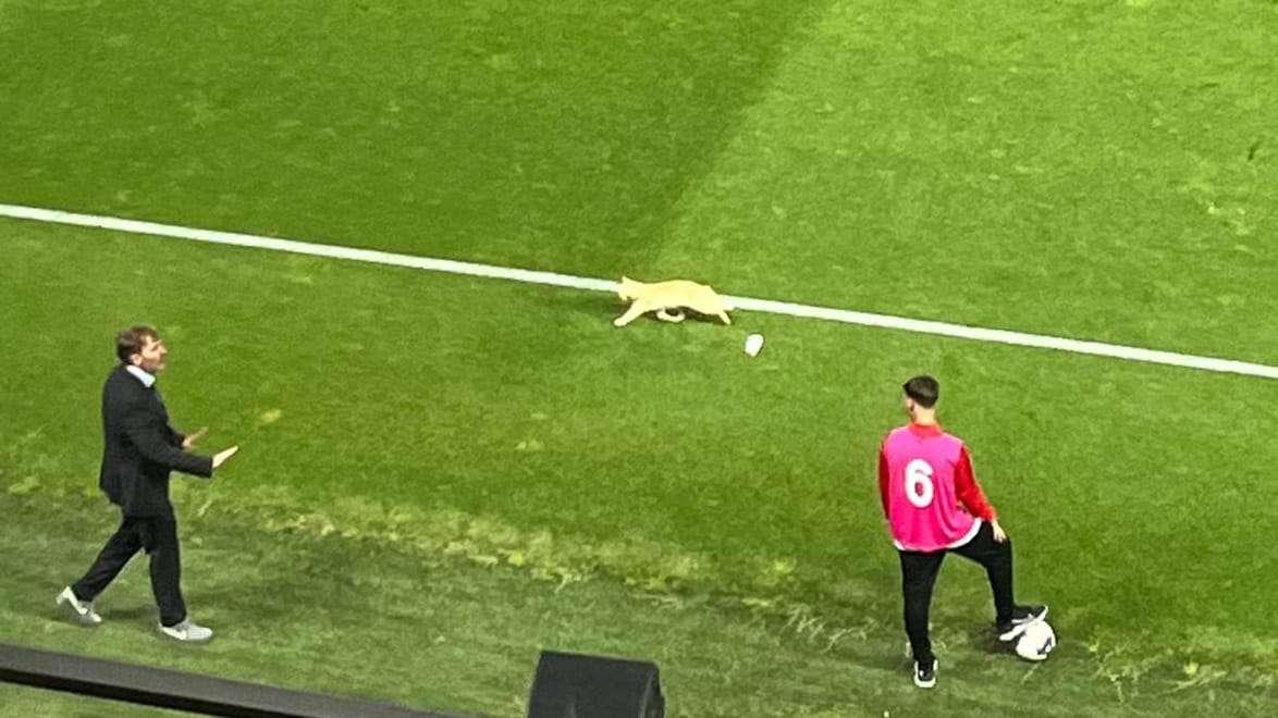 "Mi è sembrato di vedere un gatto"