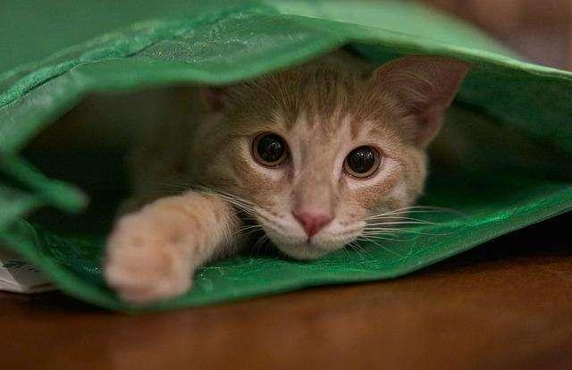Quando il "gatto" non ce l'hai nel sacco...
