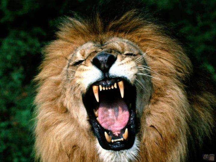 Come ruggisce questo leone...