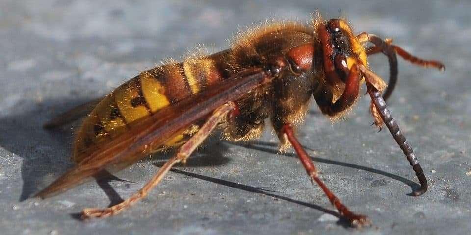 Al Bettona Crossing uno sciame di calabroni assale podisti! Una trentina costretti alle cure dei sanitari