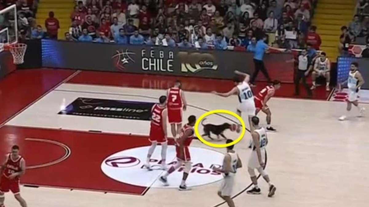 Cile-Argentina, un cane invade il campo durante la gara di Delia e Redivo