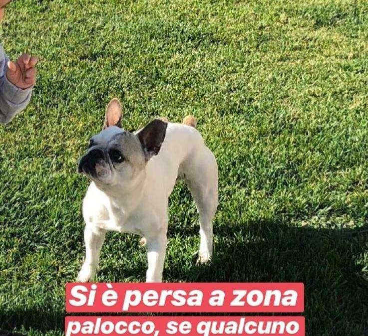 Perotti smarrisce il cane. Maglia autografata a chi glielo dovesse ritrovare. FOTO!